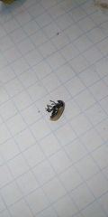 Labidostomis longimana