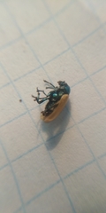 Labidostomis longimana