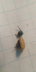 Labidostomis longimana