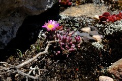 Esterhuysenia alpina