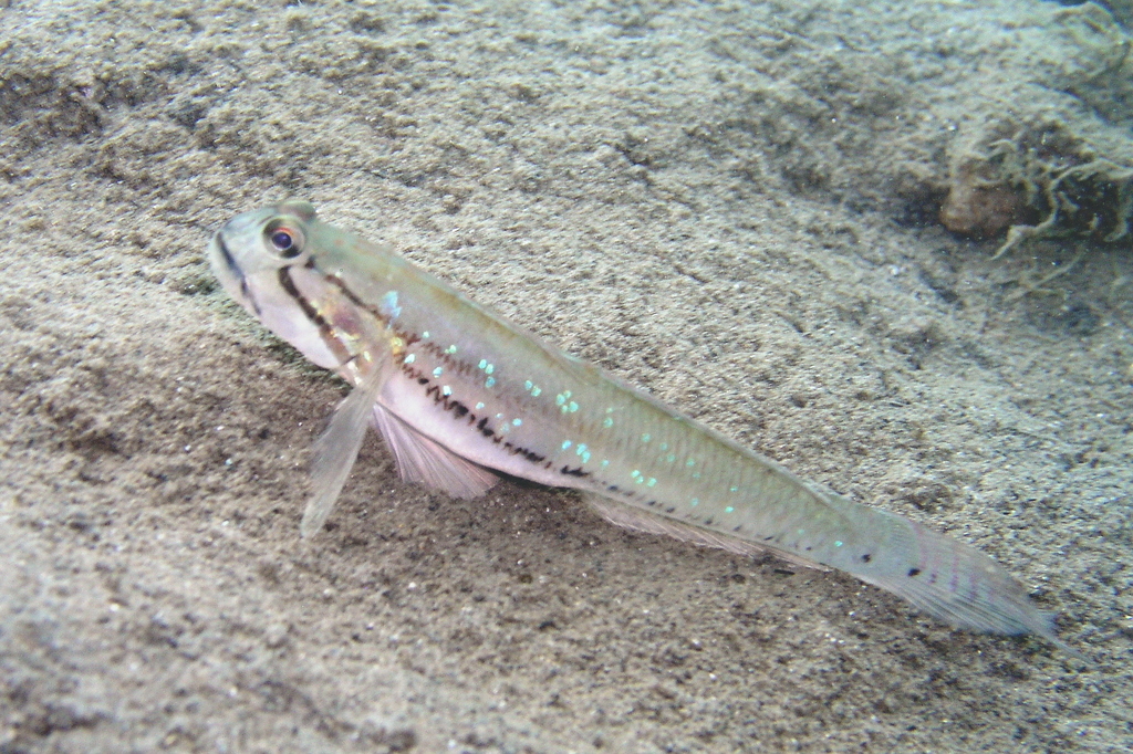 Arenigobius
