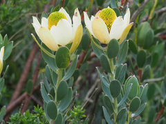 Leucadendron discolor