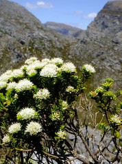 Agathosma anomala