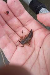 Anotogaster sieboldii