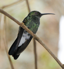 White-Vented Plumeleteer photo 3