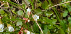 Cardamine dolichostyla