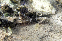 Bathygobius krefftii