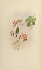Shining-Green Hummingbird photo 3