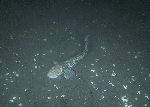 Newfoundland Eelpout