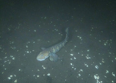 Newfoundland Eelpout photo 2
