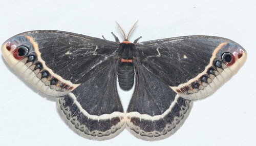 Calleta Silkmoth photo 4