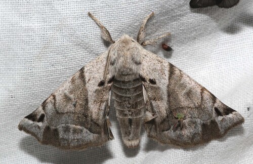 Lined Apatelodes photo 4