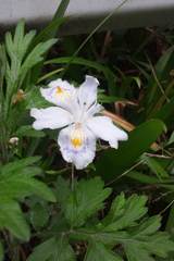 Iris japonica