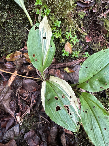 Liparis hawaiensis observed 2025-09-09