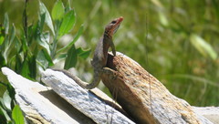 Pseudocordylus microlepidotus