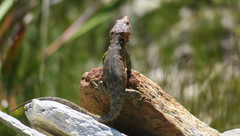 Pseudocordylus microlepidotus