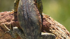 Pseudocordylus microlepidotus