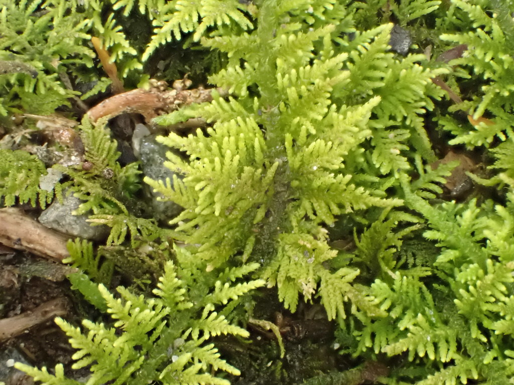 Thuidiopsis furfurosa