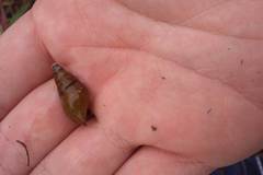 Semisulcospira