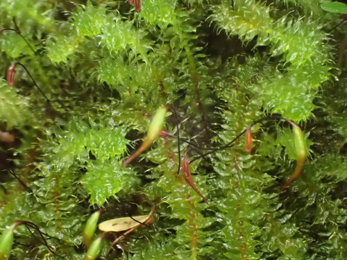 Ptychomnion aciculare