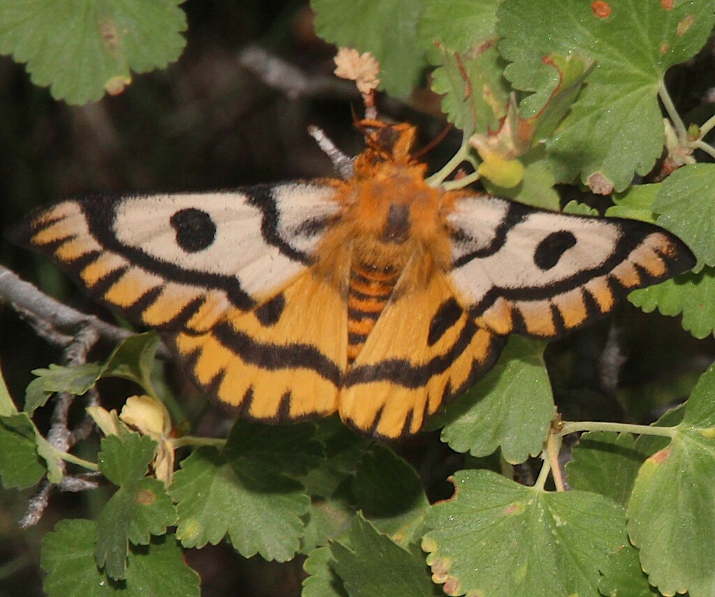 Nuttall's Sheep Moth