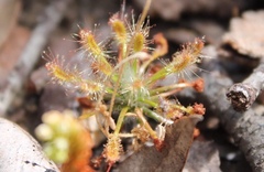 Drosera stelliflora