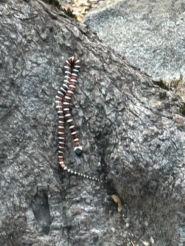 iNaturalist observation photo of California Mountain Kingsnake