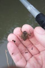 Anotogaster sieboldii