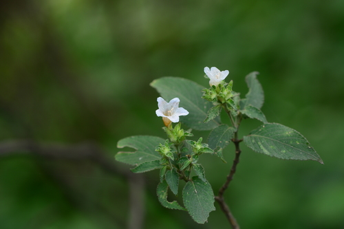 Strobilanthes ixiocephala