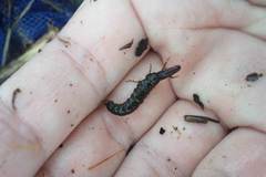 Stenopsyche marmorata