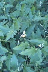 Solanum carolinense