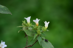 Strobilanthes ixiocephala