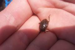 Appasus japonicus