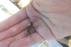 Appasus japonicus