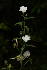 Hibiscus hirtus