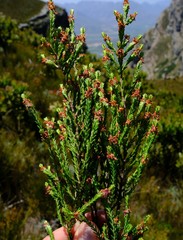 Passerina truncata monticola