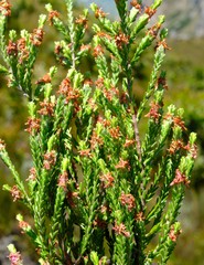 Passerina truncata monticola