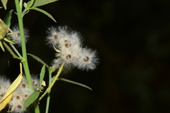 Hibiscus hirtus