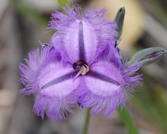 Thysanotus multiflorus