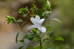 Barleria lawii