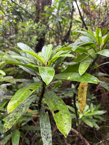 Clermontia arborescens observed 2025-09-09