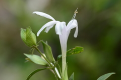Barleria lawii