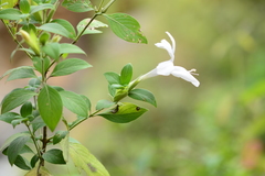 Barleria lawii