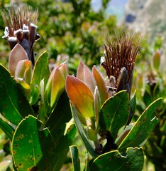 Protea lacticolor