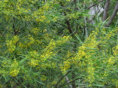 Acacia simsii