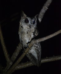 Otus bakkamoena