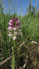 Neotinea ustulata ustulata