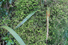 Scandia geniculata
