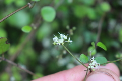 Scandia geniculata