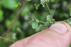 Scandia geniculata